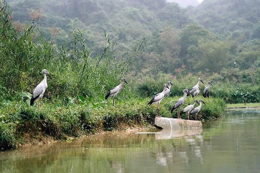 Birdwatching Hotspots in Vietnam’s Reserves