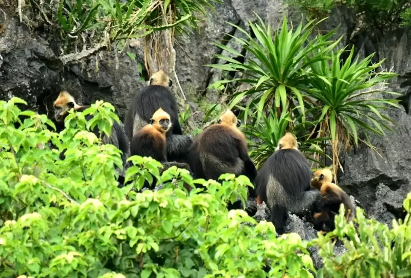 Cat Ba Langur resting on a tree branch in Cat Ba National Park