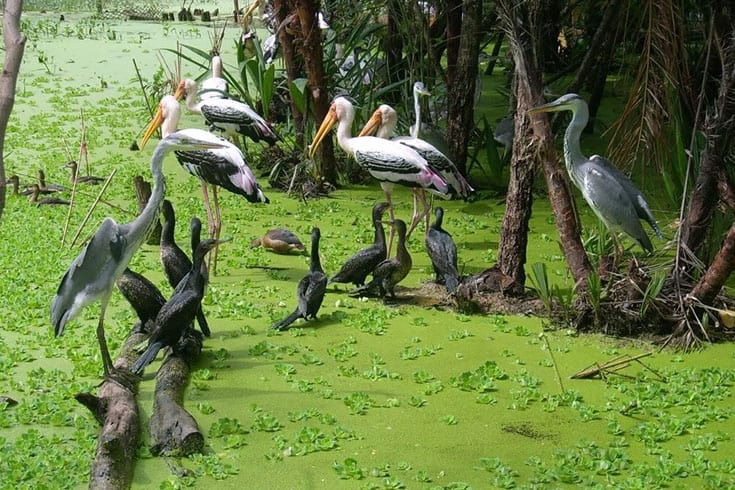 Tram Chim Nature Reserve